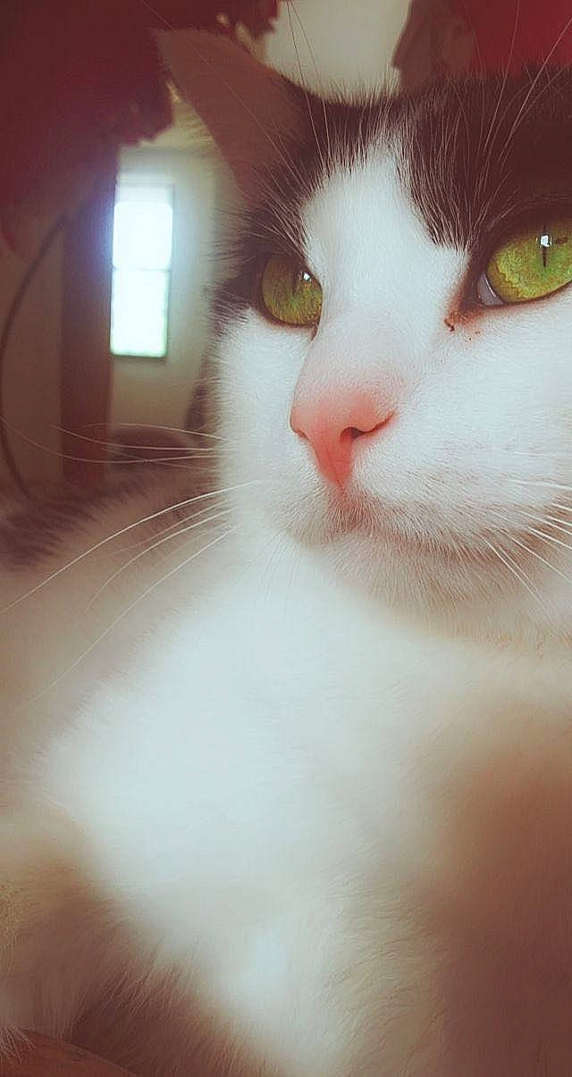 Butterball Biscuit is registered to the contest to win money with this photo: carnivore, cat, domestic_short_haired_cat, ear, eyelash, felidae, fur, head, iris, nose, small_to_medium_sized_cats, snout, square, whiskers, window