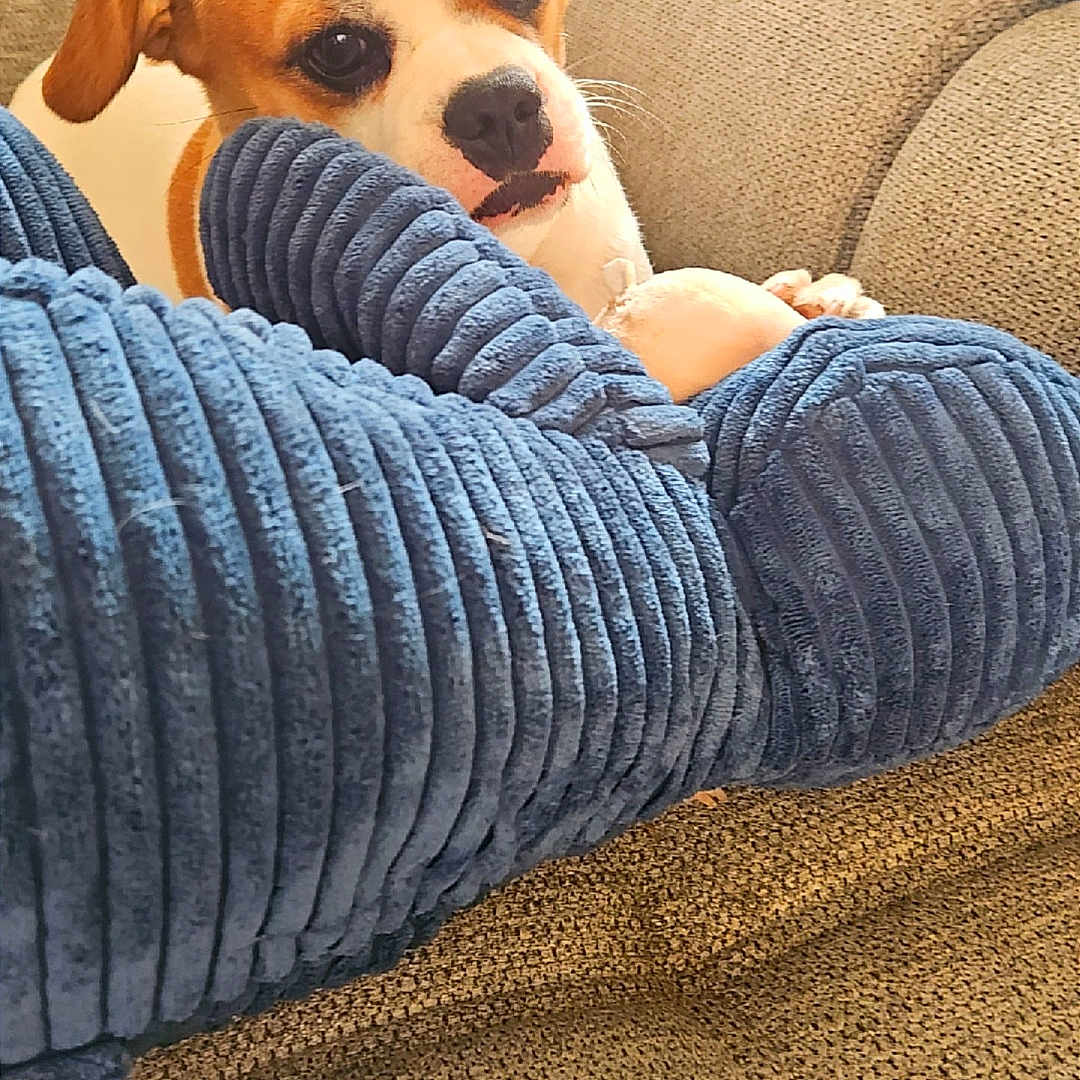 Asko