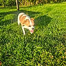 Asko a rejoint le concours — aidez-le/la à gagner de superbes lots ! dog, puppy, outdoor, grass, meadow, sunlight, sunny, nature, greenery, flowers, clover, standing, panting, open_mouth, brown_and_white, collar, leash, animal, garden, portrait