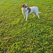 Asko a rejoint le concours — aidez-le/la à gagner de superbes lots ! dog, pet, canine, standing, grass, meadow, outdoors, park, white_fur, brown_patches, short_hair, collar, tag, tail, four_legs, animal, sunlight, yellow_flowers, nature, portrait