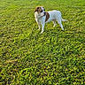 dog, pet, canine, standing, grass, meadow, outdoors, park, white_fur, brown_patches, short_hair, collar, tag, tail, four_legs, animal, sunlight, yellow_flowers, nature, portrait