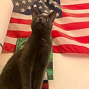 Gribouille participe au concours pour gagner de l'argent avec cette photo : cat, gray_cat, feline, pet, animal, flag, american_flag, stars, stripes, indoor, wall, curious, looking_up, portrait, furniture, books, decor, closeup, domestic_animal, mammal