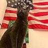 cat, gray_cat, feline, pet, animal, flag, american_flag, stars, stripes, indoor, wall, curious, looking_up, portrait, furniture, books, decor, closeup, domestic_animal, mammal