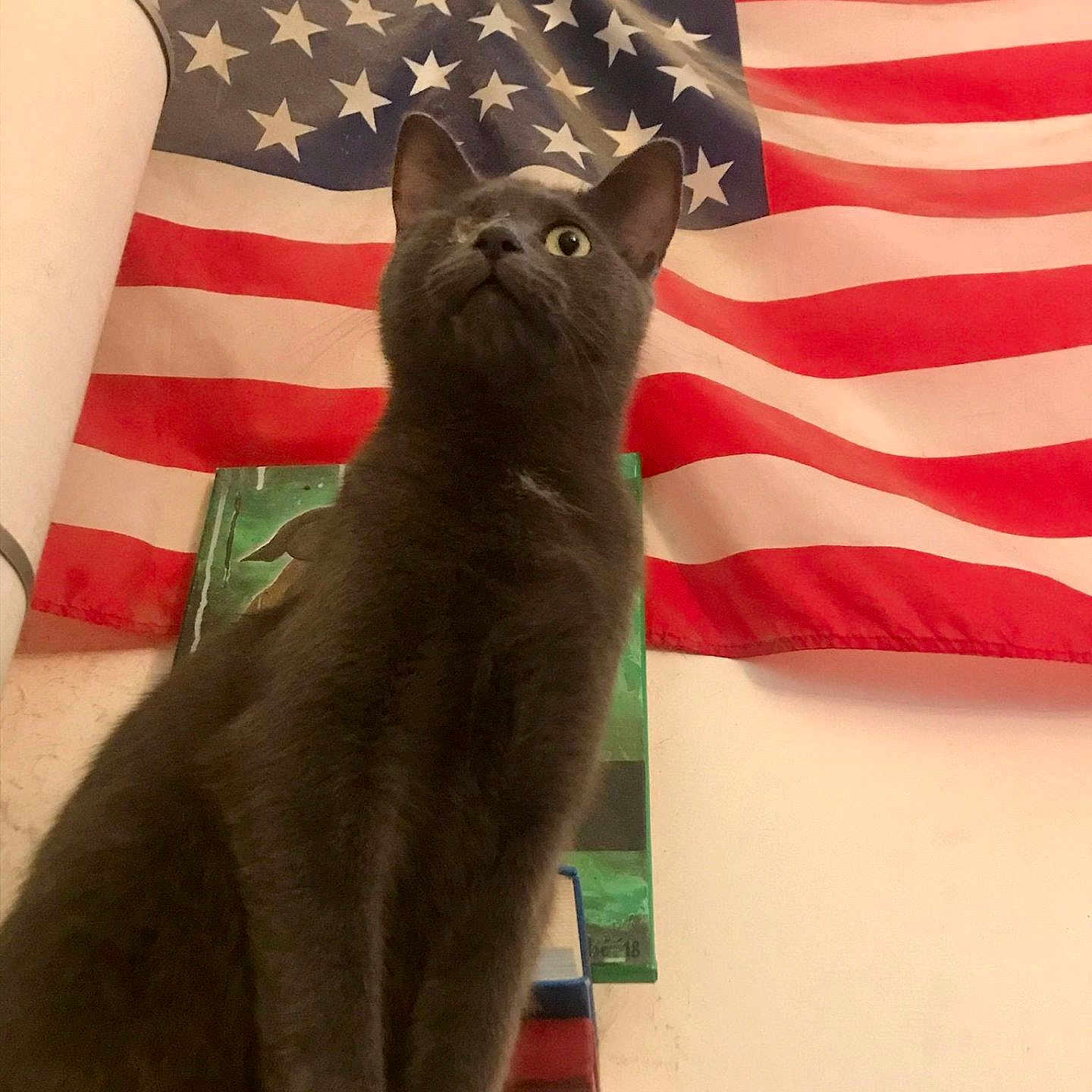 Gribouille participe au concours pour gagner de l'argent avec cette photo : cat, gray_cat, feline, pet, animal, flag, american_flag, stars, stripes, indoor, wall, curious, looking_up, portrait, furniture, books, decor, closeup, domestic_animal, mammal