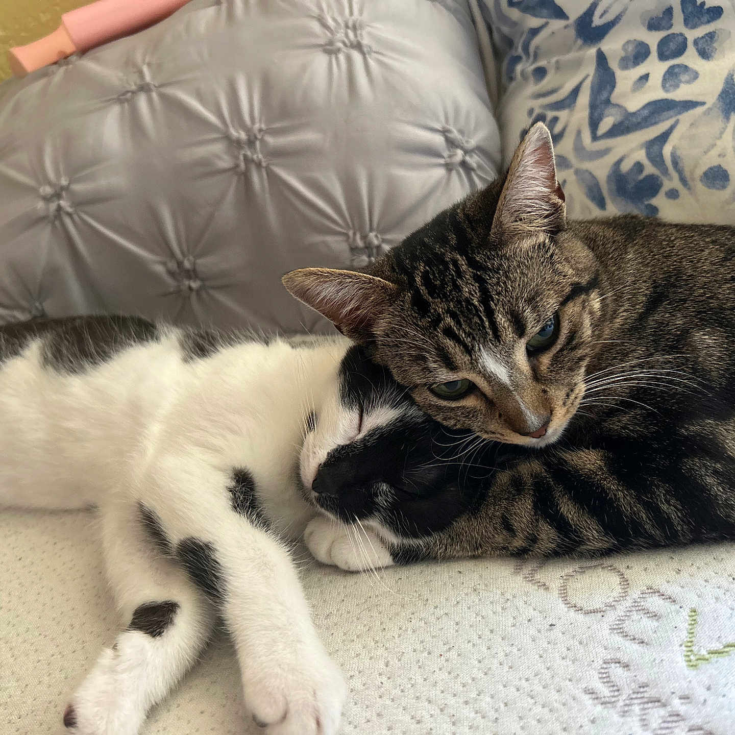 Star Darla joined the competition — help win amazing prizes! animal, bed, black_and_white, cat, cats, companion, cozy, cute, domestic_animal, feline, fur, indoor, pet, pillow, relaxation, resting, sleeping, snuggling, tabby, whiskers