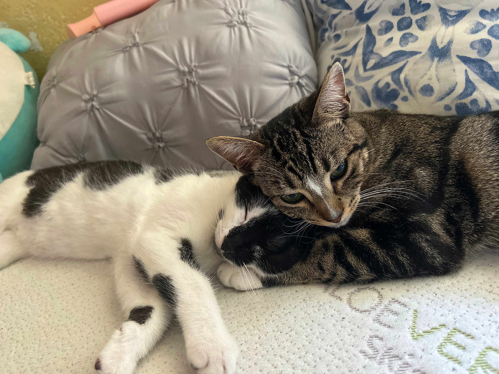 Star Darla joined the competition — help win amazing prizes! animal, bed, black_and_white, cat, cats, companion, cozy, cute, domestic_animal, feline, fur, indoor, pet, pillow, relaxation, resting, sleeping, snuggling, tabby, whiskers