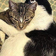 Star Darla is registered to the contest to win money with this photo: animal, black_and_white, cat, cats, close_up, companion, cozy, cute, embrace, friendship, fur, indoor, patterned_background, pet, resting, sleepy, snuggling, soft, tabby, warm