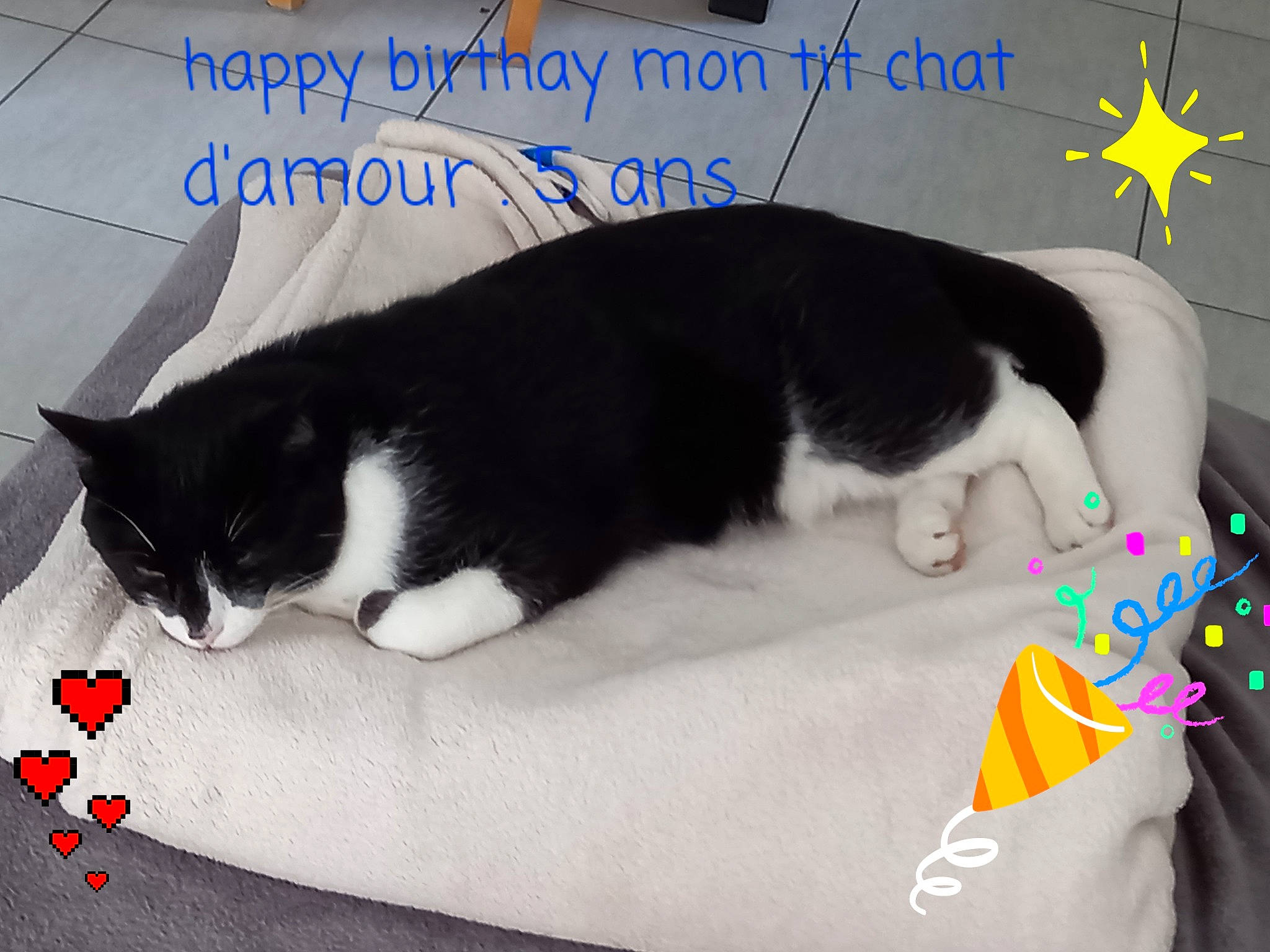 Nakao a rejoint le concours — aidez-le/la à gagner de superbes lots ! black, carmine, carnivore, cat, cat_supply, comfort, dog_breed, domestic_short_haired_cat, felidae, font, fur, paw, pet_supply, photo_caption, small_to_medium_sized_cats, snout, tail, terrestrial_animal, whiskers, white