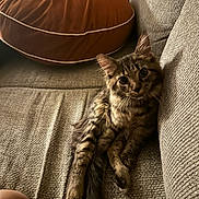 Mei Mei joined the competition — help win amazing prizes! cat, tabby, pet, feline, couch, pillow, indoor, relaxed, fur, whiskers, ears, tail, home, cozy, texture, curious, animal, mammal, sitting, domestic