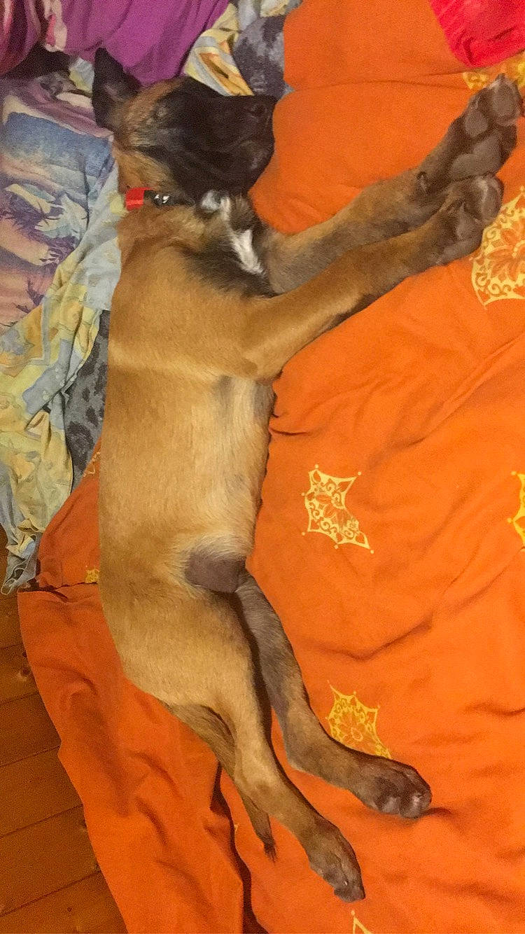 Ruben a rejoint le concours — aidez-le/la à gagner de superbes lots ! black_mouth_cur, canidae, carnivore, dog, dog_breed, fawn, feist, mammal, mountain_cur, tail