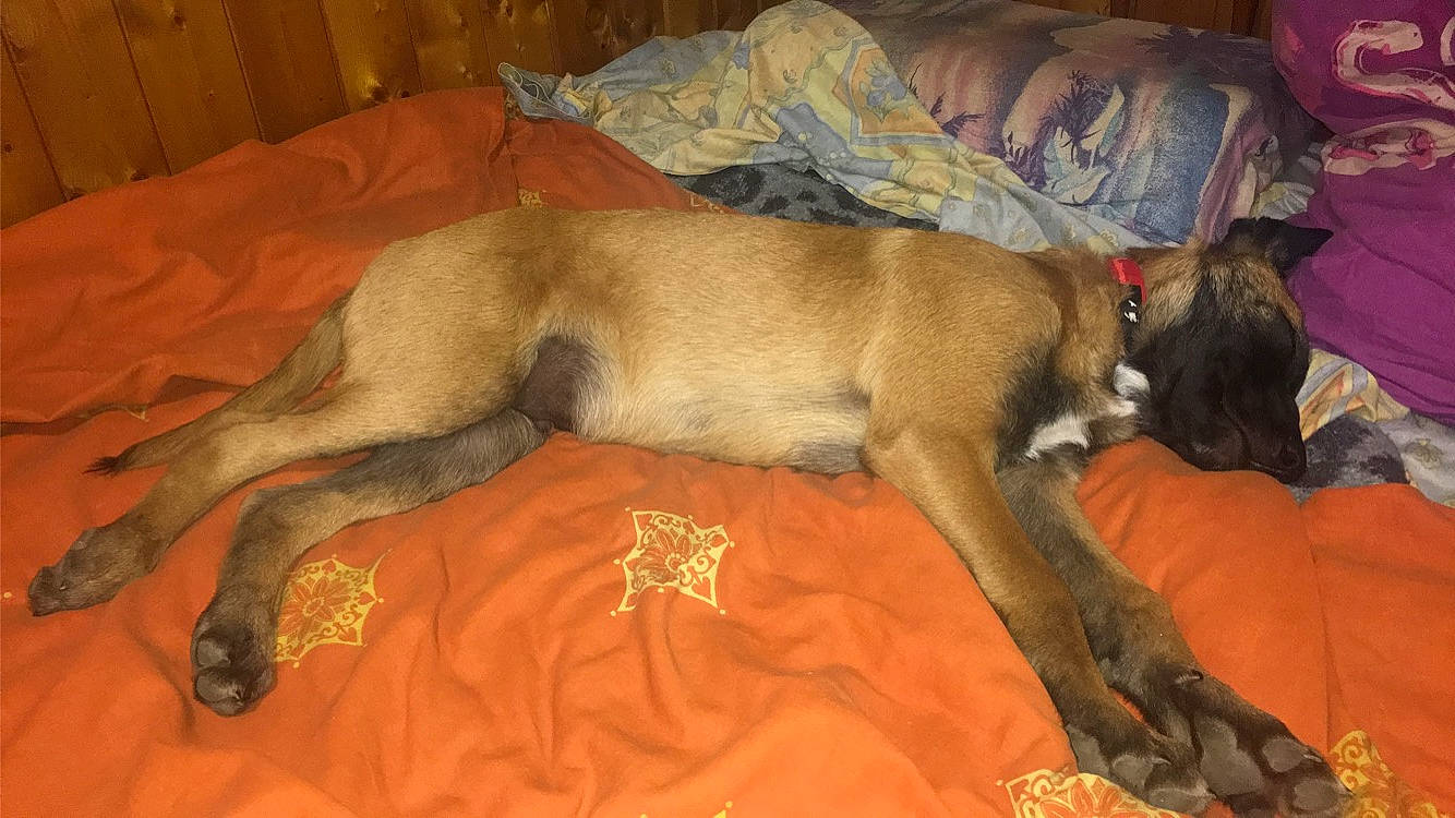 Ruben participe au concours pour gagner de l'argent avec cette photo : canidae, carnivore, dog, dog_breed, fawn, mammal, tail