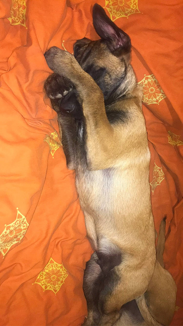 Rio participe au concours pour gagner de l'argent avec cette photo : canidae, carnivore, dog, dog_breed, fawn, pug, puppy, snout, sporting_group, tail