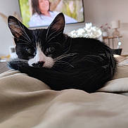 Atchoum a rejoint le concours — aidez-le/la à gagner de superbes lots ! kitten, cat, black_and_white, curled_up, blanket, indoor, living_room, soft_focus, pet, cute, whiskers, tail, relaxing, feline, domestic_animal, cozy, fur, young_cat, resting, home