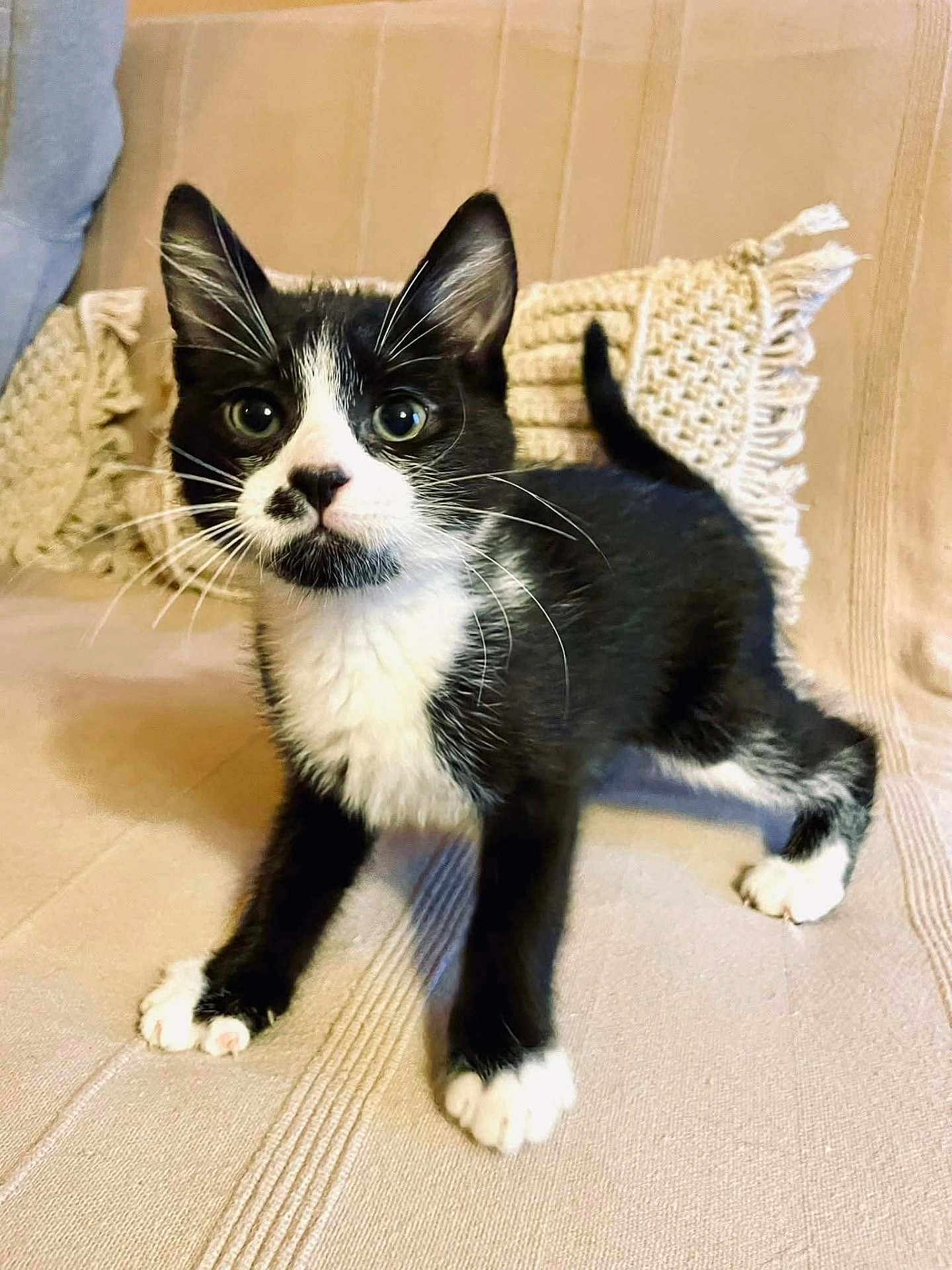 Atchoum a rejoint le concours — aidez-le/la à gagner de superbes lots ! kitten, black_and_white, tuxedo_cat, cat, pet, indoor, curious, alert, whiskers, feline, young_animal, texture, blanket, cozy, close_up, paw, fur, portrait, animal, cute