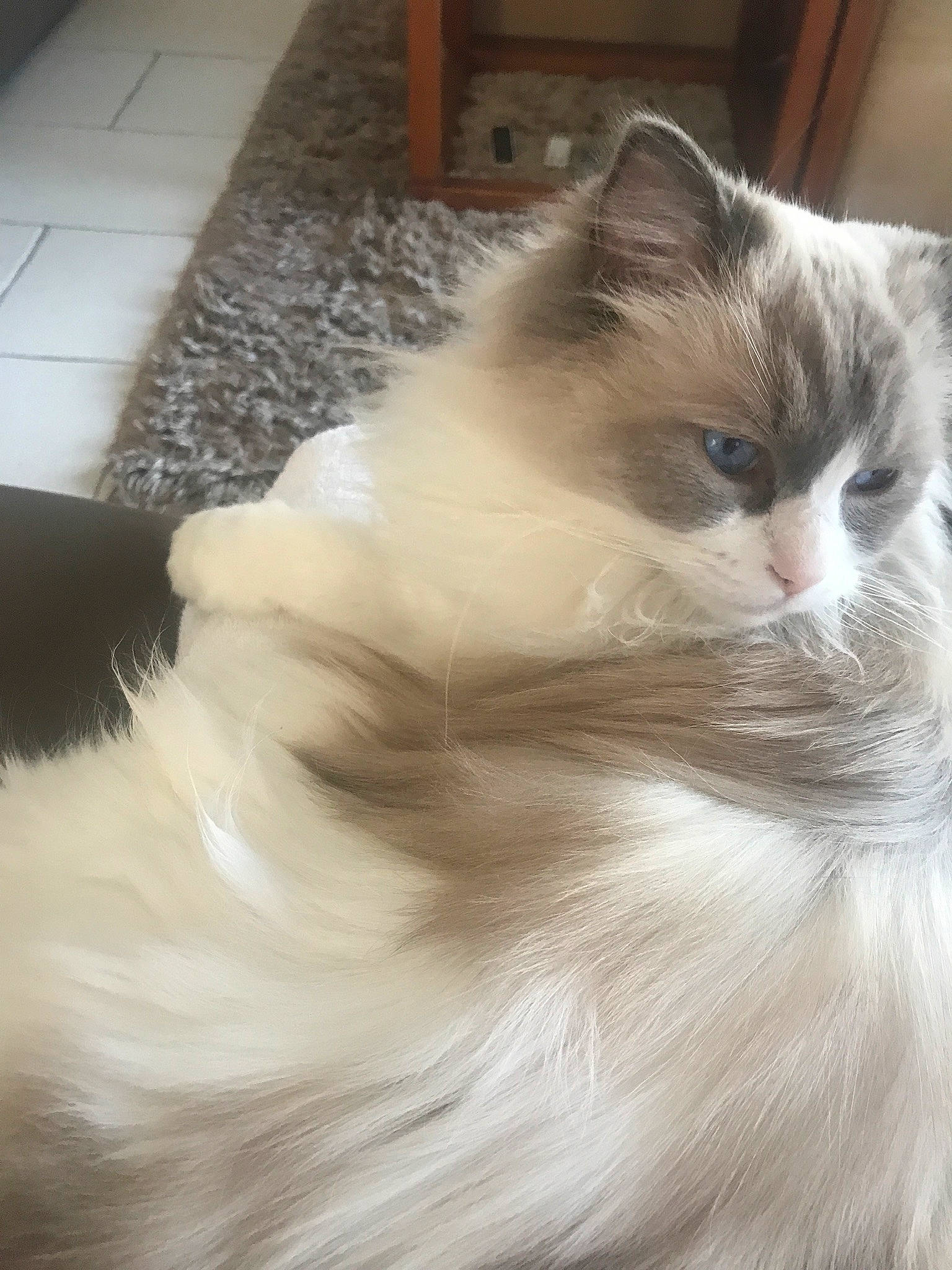 Harmony a rejoint le concours — aidez-le/la à gagner de superbes lots ! british_longhair, carnivore, cat, domestic_short_haired_cat, fawn, felidae, flooring, fur, hardwood, ragdoll, small_to_medium_sized_cats, snout, tail, terrestrial_animal, whiskers, window, wood