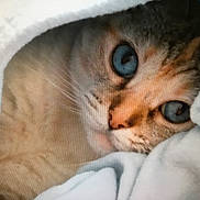 Mouse is registered to the contest to win money with this photo: animal, blanket, blue_eyes, cat, close_up, comfort, cozy, curious, cute, domestic, face, feline, fur, indoor, pet, resting, snuggle, soft_texture, warm, whiskers