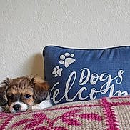 Piper joined the competition — help win amazing prizes! puppy, dog, pet, animal, portrait, sleepy, cute, floppy_ears, brown_fur, white_fur, black_nose, face, blanket, cushion, bed, indoors, home, textile, paw_prints, dog_lovers