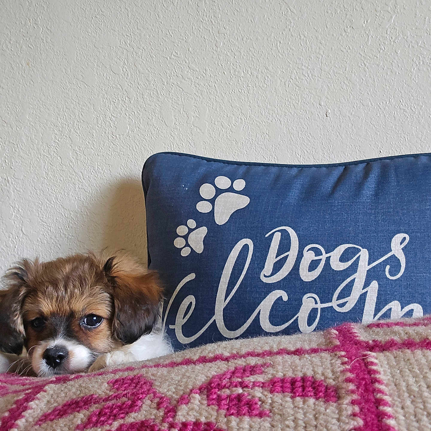 Piper joined the competition — help win amazing prizes! puppy, dog, pet, animal, portrait, sleepy, cute, floppy_ears, brown_fur, white_fur, black_nose, face, blanket, cushion, bed, indoors, home, textile, paw_prints, dog_lovers