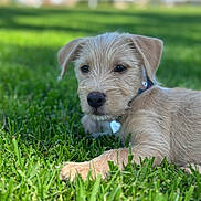 Teddy is registered to the contest to win money with this photo: puppy, dog, canine, grass, outdoor, portrait, close_up, lying_down, collar, tag, scruffy_fur, tan_fur, floppy_ears, dark_eyes, black_nose, lawn, backyard, blurred_background, daylight, cute