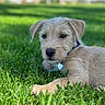 puppy, dog, canine, grass, outdoor, portrait, close_up, lying_down, collar, tag, scruffy_fur, tan_fur, floppy_ears, dark_eyes, black_nose, lawn, backyard, blurred_background, daylight, cute