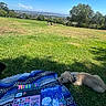 Teddy is registered to the contest to win money with this photo: dog, pet, outdoor, park, grass, picnic, blanket, coloring_book, colored_pencils, art_supplies, landscape, cityscape, water, sky, trees, sunny, relaxing, collar, sleeping, panorama