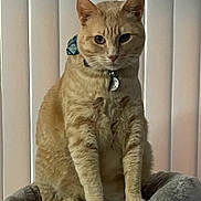 Judah Moreno is registered to the contest to win money with this photo: alert, animal, bow, cat, collar, cute, domestic_animal, ears, feline, fur, ginger_cat, indoor, looking, pet, plush_bed, portrait, sitting, tag, vertical_blinds, whiskers