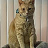 alert, animal, bow, cat, collar, cute, domestic_animal, ears, feline, fur, ginger_cat, indoor, looking, pet, plush_bed, portrait, sitting, tag, vertical_blinds, whiskers