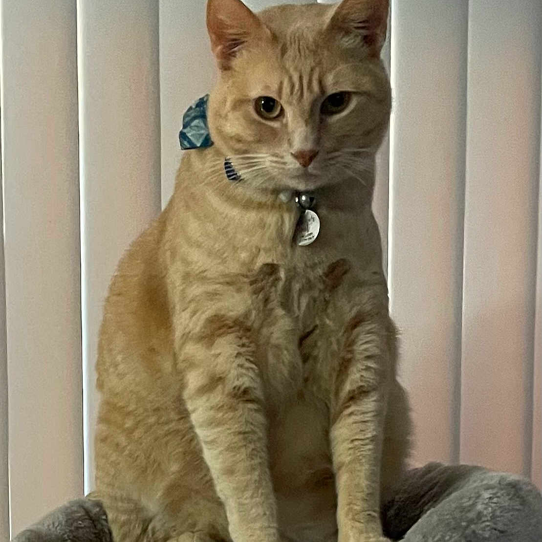 Judah Moreno is registered to the contest to win money with this photo: alert, animal, bow, cat, collar, cute, domestic_animal, ears, feline, fur, ginger_cat, indoor, looking, pet, plush_bed, portrait, sitting, tag, vertical_blinds, whiskers