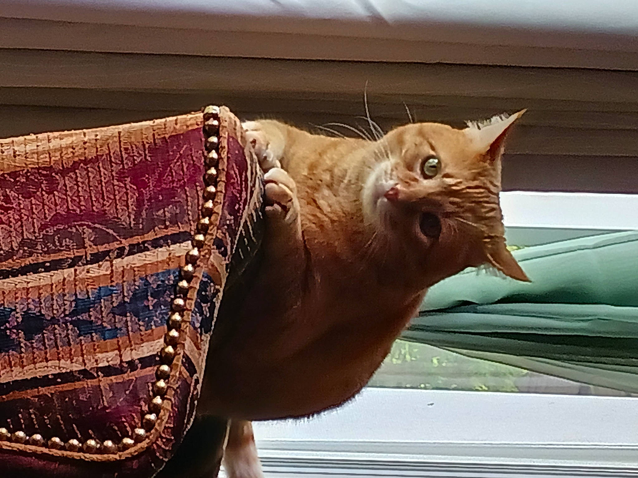 Peaches joined the competition — help win amazing prizes! carnivore, cat, comfort, domestic_short_haired_cat, fashion_accessory, fawn, felidae, fur, human_leg, metal, pattern, plant, small_to_medium_sized_cats, tail, tints_and_shades, vertebrate, whiskers, window, windshield, wood