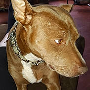 Lexii joined the competition — help win amazing prizes! animal, brown_dog, canine, chain_collar, close_up, collar, companion, couch, dog, domestic_animal, ears, fan, floor, furniture, household, indoor, living_room, looking_away, pet, sitting