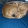 animal, bed, blanket, blue_blanket, brown_dog, canine, close_up, collar, comfort, curled_up, dog, domestic, ears, fur, indoor, looking, pet, relaxed, resting, sleepy