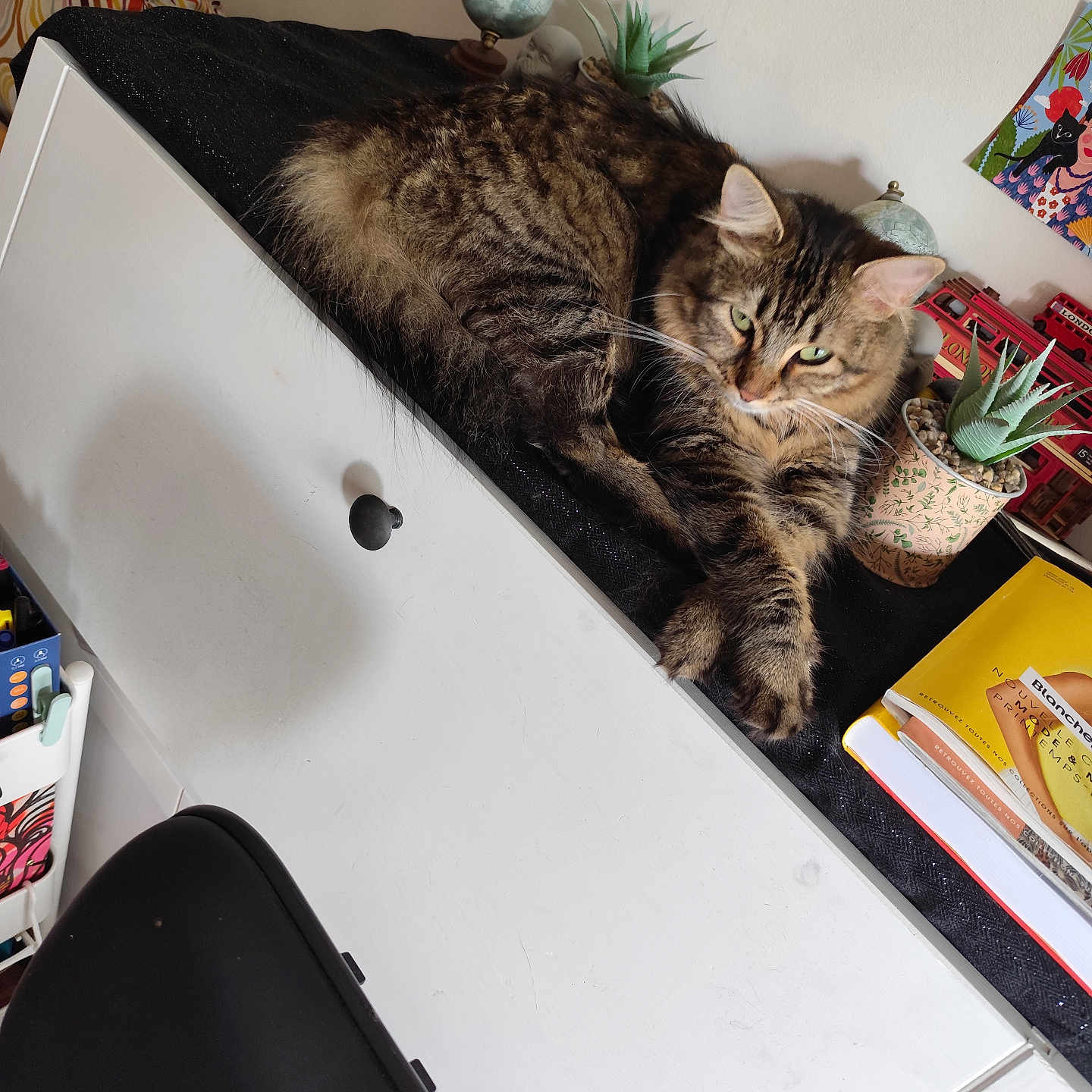 Luffy participe au concours pour gagner de l'argent avec cette photo : cat, tabby_cat, furniture, cabinet, plant, potted_plant, book, globe, indoor, home, decor, black_cloth, wall_art, colorful, relaxed, pet, fur, whiskers, ear, resting