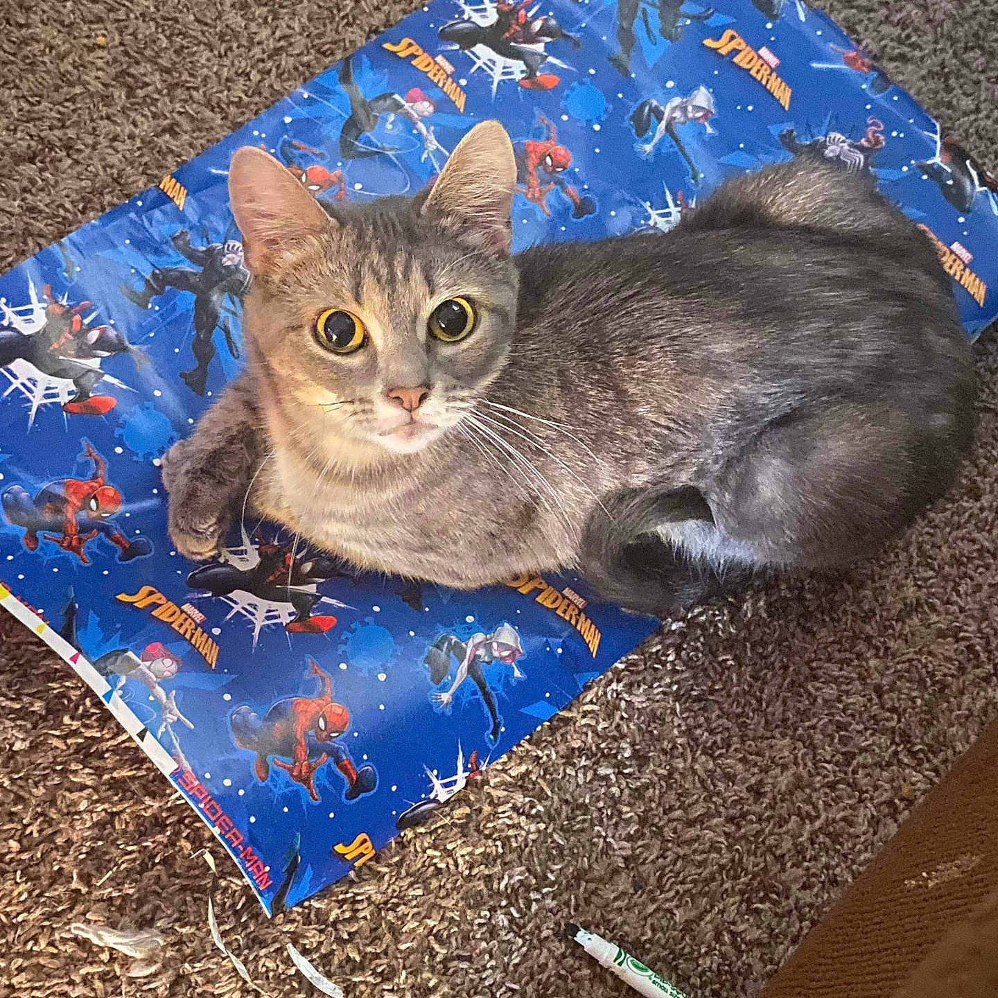 Starlight joined the competition — help win amazing prizes! abyssinian, adult, animal, blanket, canine, cat, cushion, dog, dogbed, homedecor, kitten, male, man, manx, mat, pen, person, pet