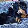 Abby a rejoint le concours — aidez-le/la à gagner de superbes lots ! animal, bandana, bed, blanket, canine, cozy, cute, dachshund, dog, ears, fur, indoor, pet, puppy, relaxed, resting, sleeping, snout, soft, toy
