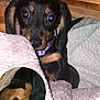 Abby a rejoint le concours — aidez-le/la à gagner de superbes lots ! animal, blanket, closeup, comfort, cozy, cute, dachshund, dog, ears, fur, indoor, pet, portrait, puppy, relaxation, resting, sleeping, snout, soft, young