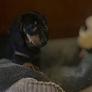 Abby a rejoint le concours — aidez-le/la à gagner de superbes lots ! dog, puppy, black, tan, blanket, soft, cozy, indoors, pet, resting, fur, animal, face, cute, texture, blurred, low_light, small_dog, comfort, companion