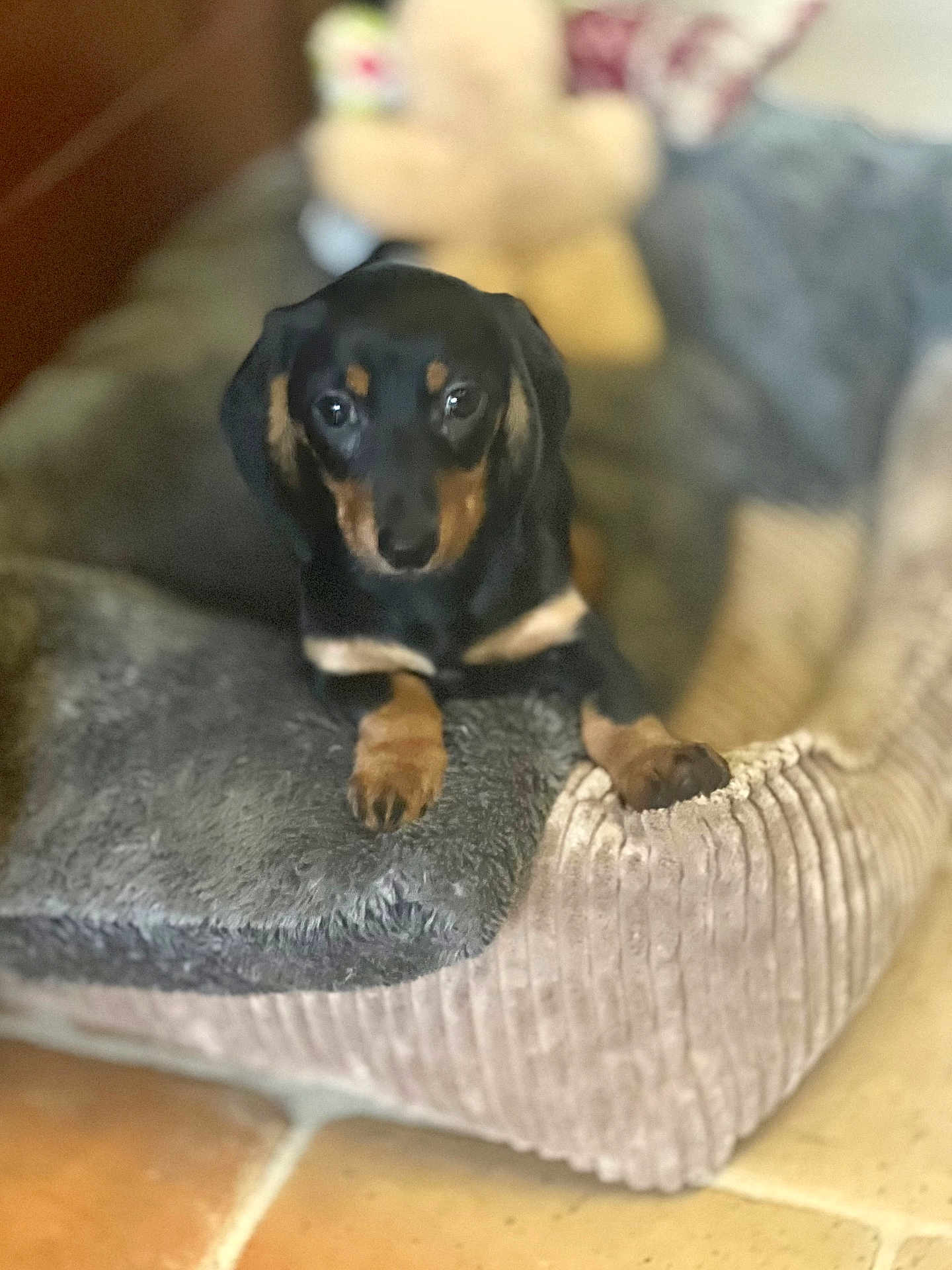 Abby participe au concours pour gagner de l'argent avec cette photo : dog, puppy, pet_bed, black_dog, tan_markings, indoor, cozy, resting, cute, animal, fur, ears, paws, looking, home, floor, relaxed, soft_texture, comfort, companion