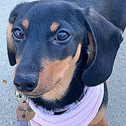 Abby participe au concours pour gagner de l'argent avec cette photo : adorable, animal, black, brown, canine, closeup, collar, cute, dachshund, dog, ears, fur, leash, outdoor, paws, pet, pink_bandana, puppy, snout, young
