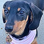 adorable, animal, black, brown, canine, closeup, collar, cute, dachshund, dog, ears, fur, leash, outdoor, paws, pet, pink_bandana, puppy, snout, young