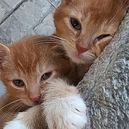 Simba And Nala is registered to the contest to win money with this photo: abyssinian, angora, animal, blanket, cat, kitten, manx, pet, snout