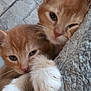 abyssinian, angora, animal, blanket, cat, kitten, manx, pet, snout