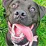 Delilah is registered to the contest to win money with this photo: animal, black_dog, bow, canine, close_up, collar, dog, ears, eyes, fur, grass, happy, muzzle, nose, outdoor, pet, playful, smiling, tongue, tongue_out
