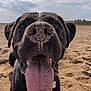 animal, beach, black_dog, canine, close_up, cloudy, daytime, dog, fur, happy, muzzle, nature, outdoor, pet, playful, sand, sky, snout, summer, tongue_out
