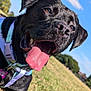 Delilah joined the competition — help win amazing prizes! animal, black_dog, blue_sky, canine, cheerful, close_up, collar, dog, ears, grass, happy, harness, muzzle, nature, outdoor, pet, playful, summer, sunny, tongue_out