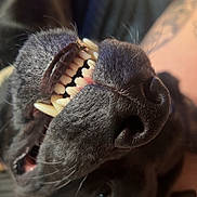 Delilah is registered to the contest to win money with this photo: animal, black_dog, canine, close_up, dog, fur, happy, indoor, light, nose, pet, playful, portrait, shadow, smiling, teeth, texture, tongue, upside_down, whiskers
