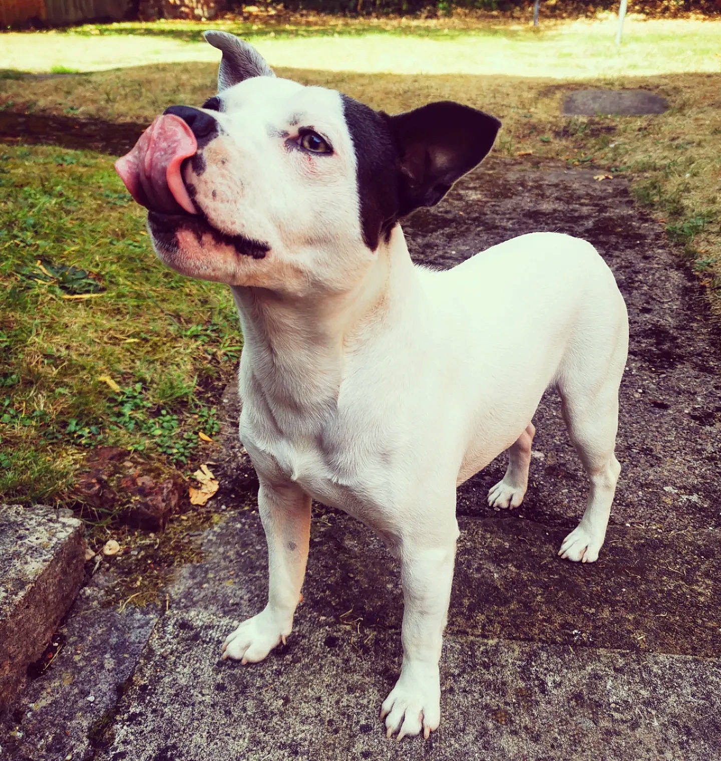 Bossy Bandit is registered to the contest to win money with this photo: ancient_dog_breeds, canidae, carnivore, collar, companion_dog, dog, dog_breed, dog_collar, fawn, grass, happy, molosser, non_sporting_group, plant, snout, sporting_group, tail, toy_dog, whiskers, working_animal