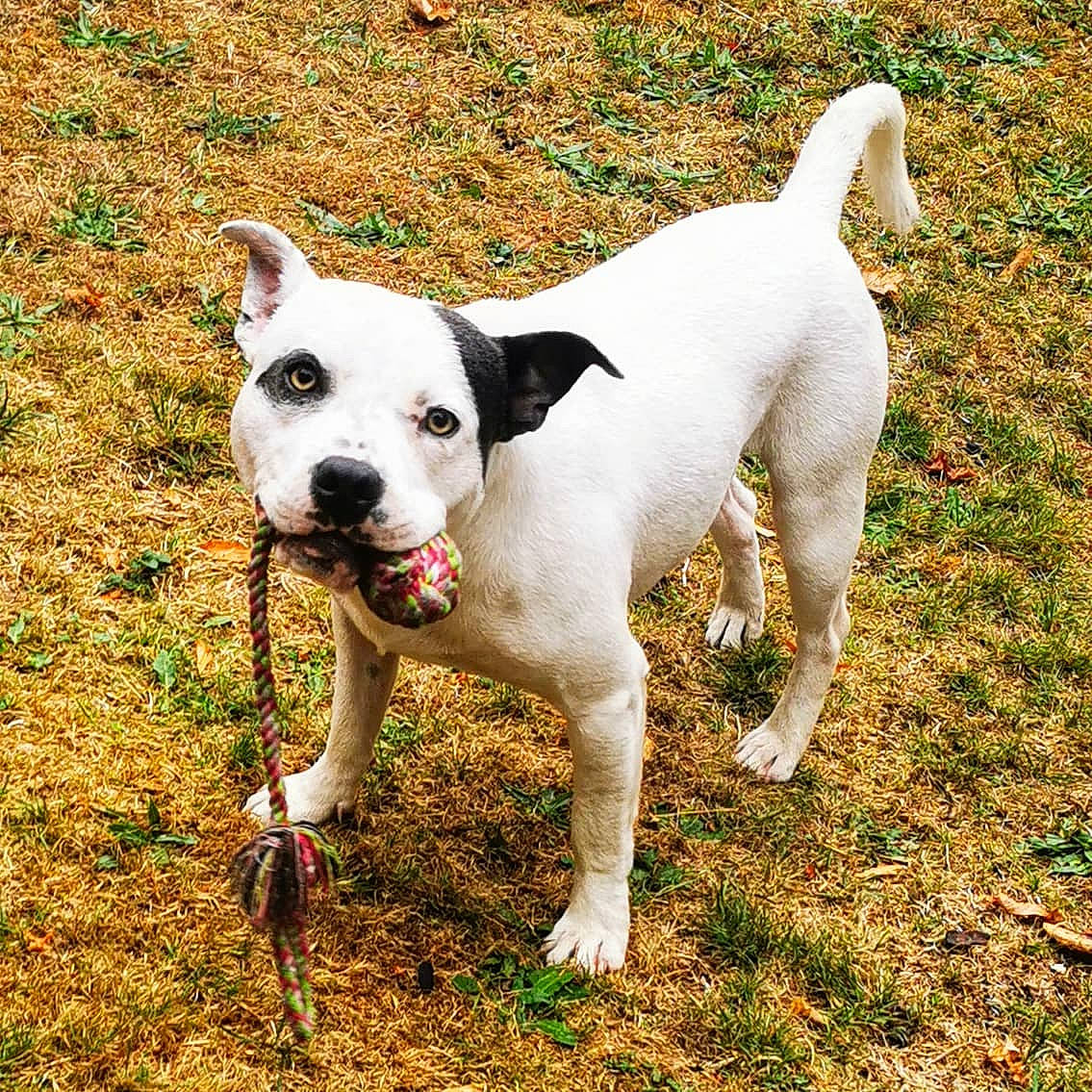 Bossy Bandit is registered to the contest to win money with this photo: adventure, ancient_dog_breeds, canidae, carnivore, collar, companion_dog, dog, dog_breed, dog_collar, fashion_accessory, fawn, grass, non_sporting_group, plant, snout, sporting_group, tail, terrestrial_animal, terrier, working_animal