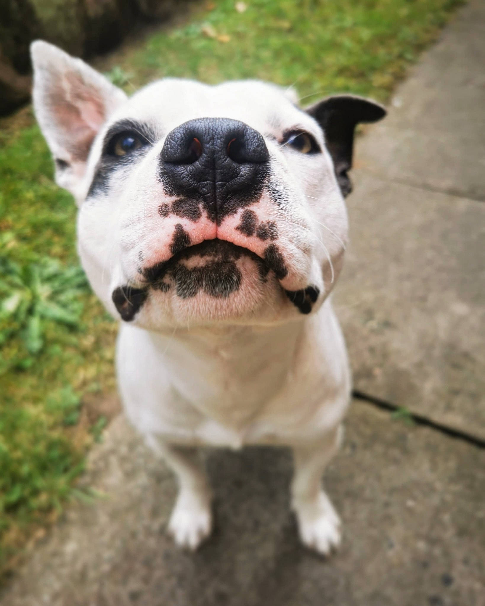 Bossy Bandit joined the competition — help win amazing prizes! canidae, carnivore, collar, companion_dog, concrete, dog, dog_breed, dog_collar, fashion_accessory, fawn, grass, leash, molosser, non_sporting_group, plant, snout, sporting_group, terrestrial_animal, whiskers, working_animal