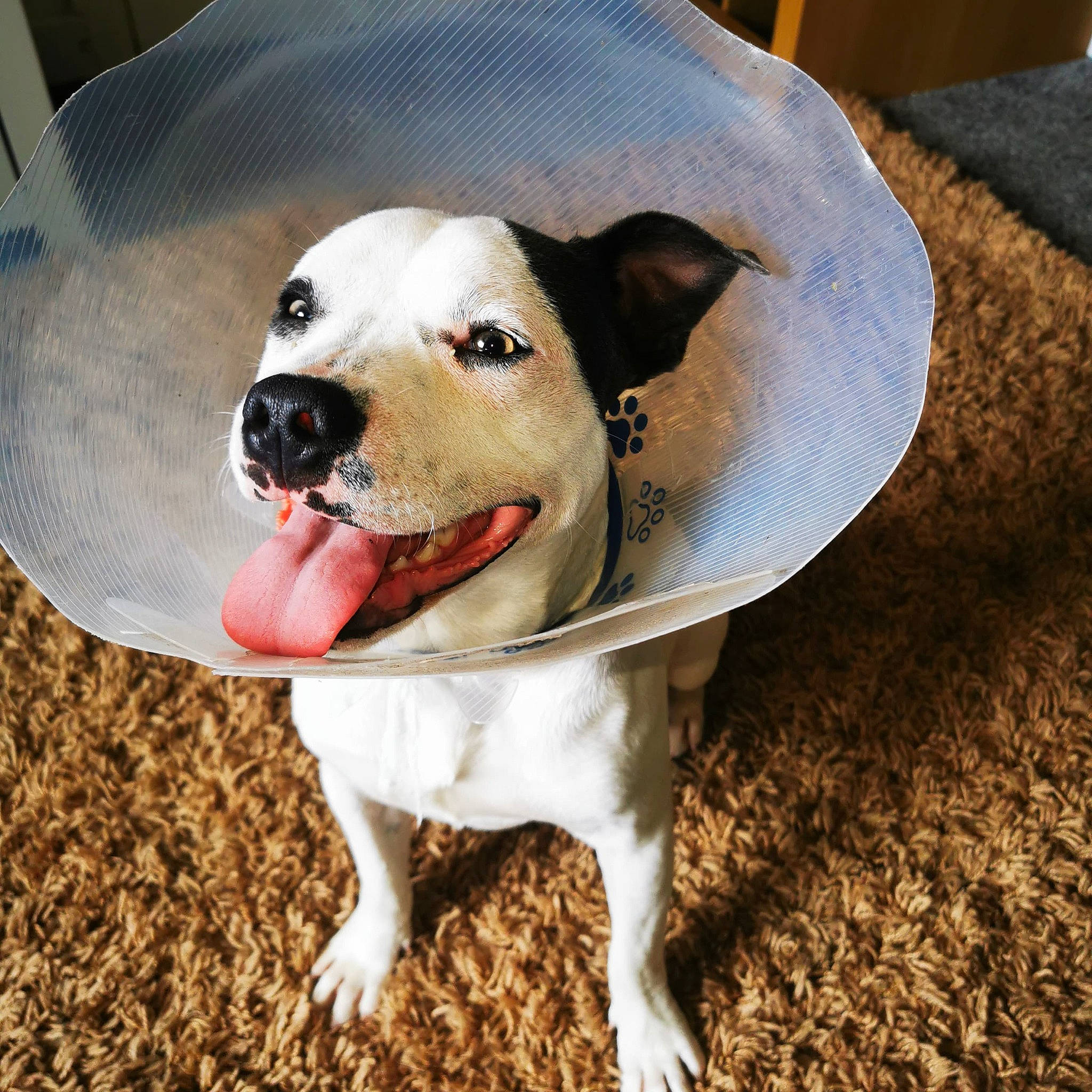 Bossy Bandit is registered to the contest to win money with this photo: canidae, carnivore, collar, companion_dog, dog, dog_breed, dog_clothes, dog_collar, dog_supply, fang, fashion_accessory, fawn, leash, paw, pet_supply, puppy, smile, sporting_group, whiskers, working_animal