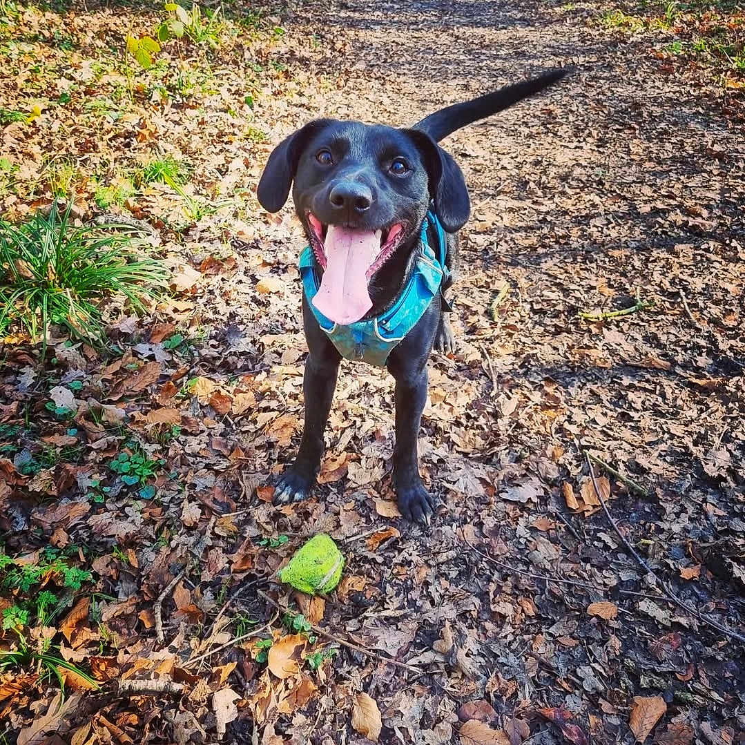 Bruce is registered to the contest to win money with this photo: animal, ball, canine, dog, face, football, grass, head, person, pet, photography, plant, portrait, soccer, soccerball, soil, sport, tennis, tennisball, vegetation